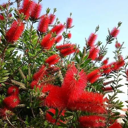 Maravilha Em - Luxury Holidays דירה *